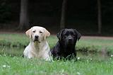 LABRADOR 411